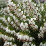 Erica darleyensis 'White Perfection'